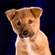Image for article titled Animal Planet Will See Your "Football" And Raise You Puppies